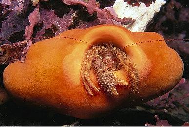 《审判》系列PC游戏更新 正式加入DLSS和DLAA