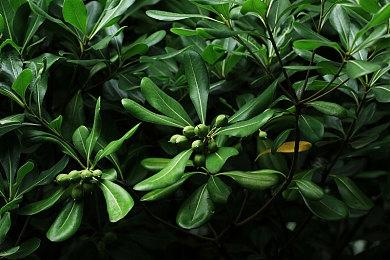 动视澄清：将长期支持《使命召唤：手游》